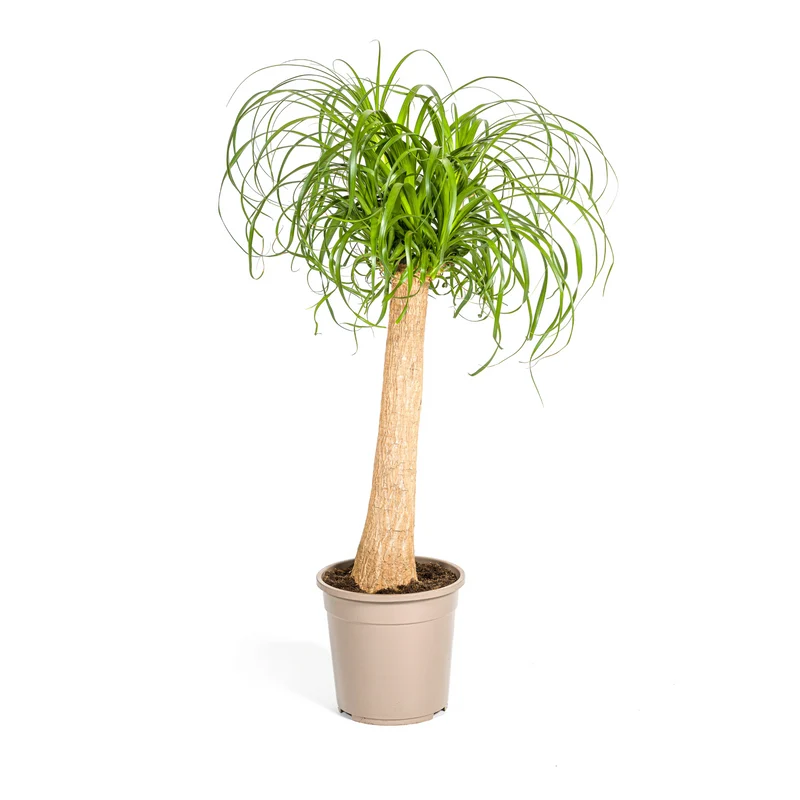 Beaucarnea Recurvata Stam