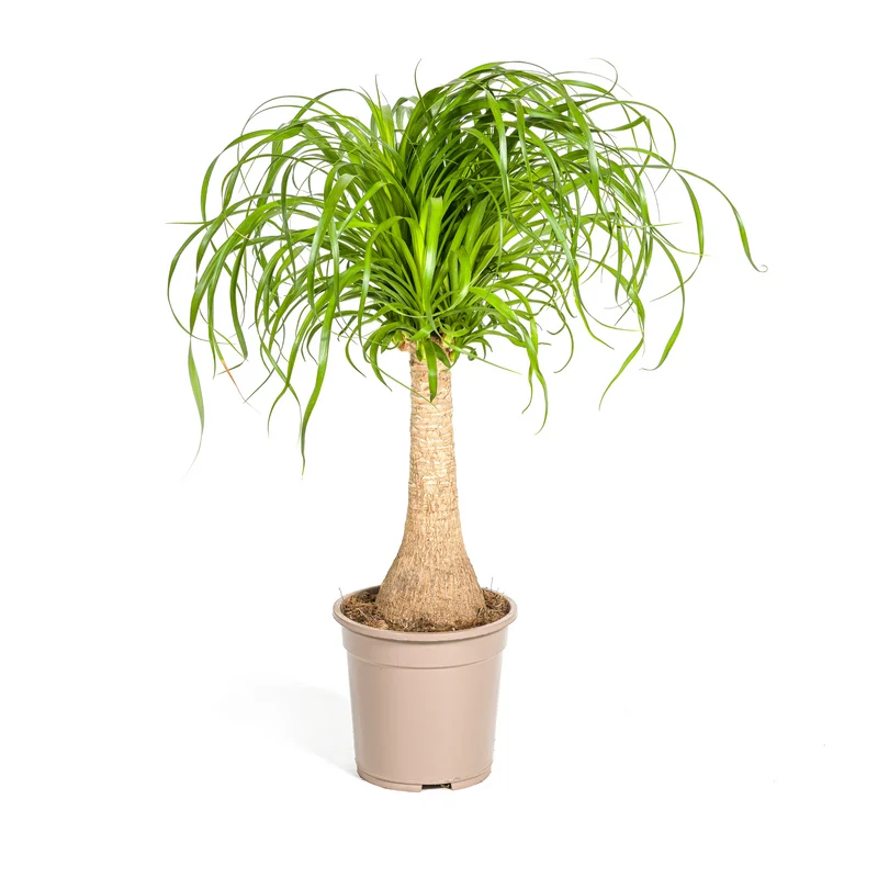 Beaucarnea Recurvata Stam