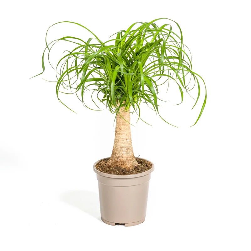 Beaucarnea Recurvata Stam