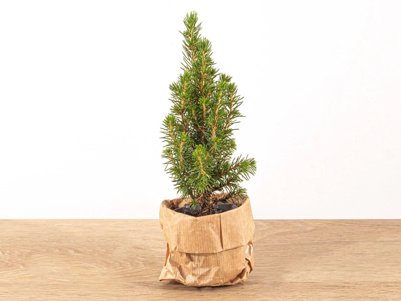Mini kerstboompje