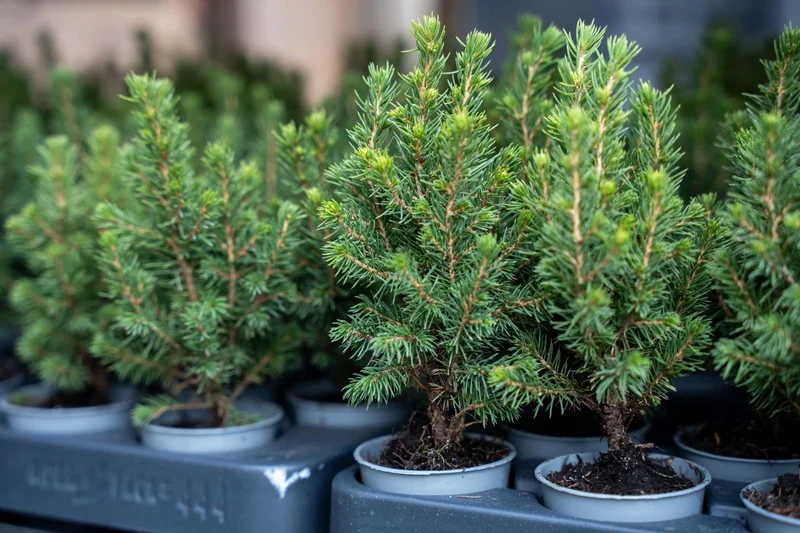 Picea Glauca Perfecta 12x Mini-kerstboom