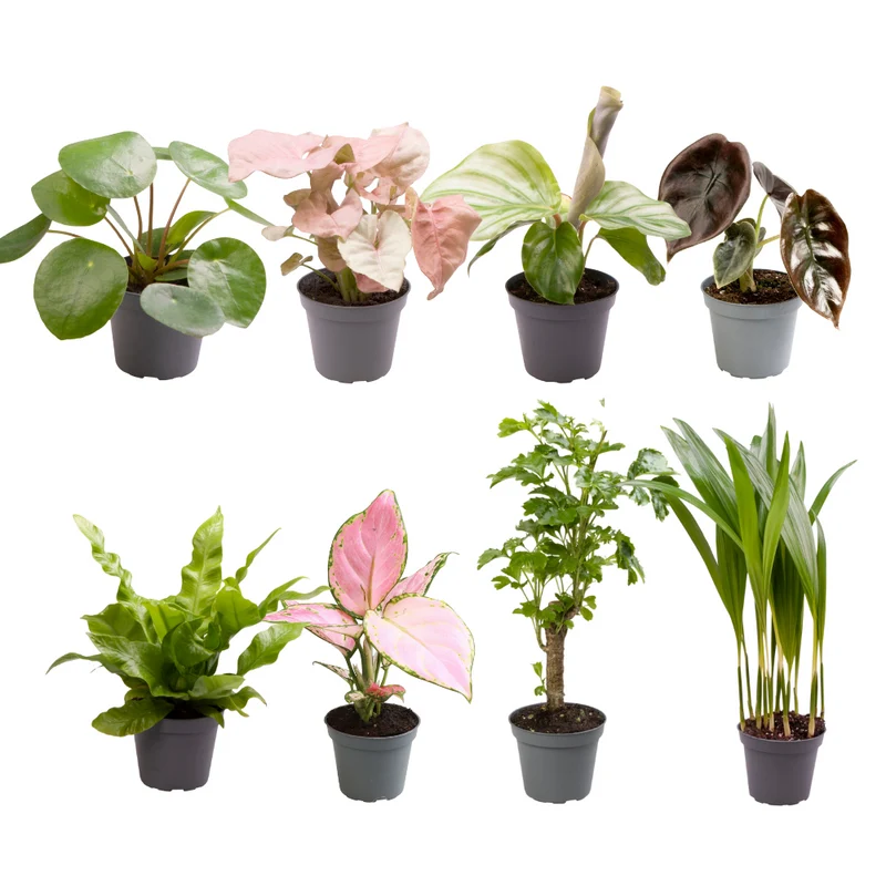 Baby Plantjes Verrassingsbox