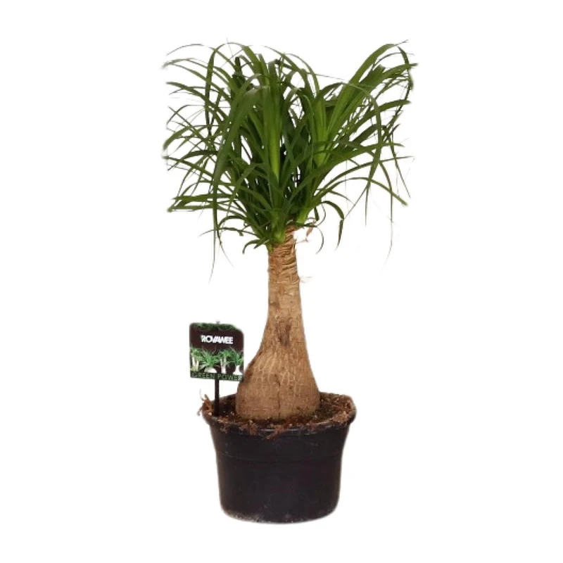 Beaucarnea Nolina