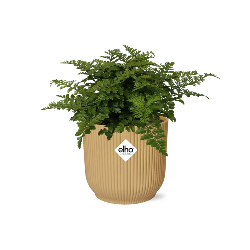 Asplenium Parvati in ELHO Vibes Fold 14cm geel