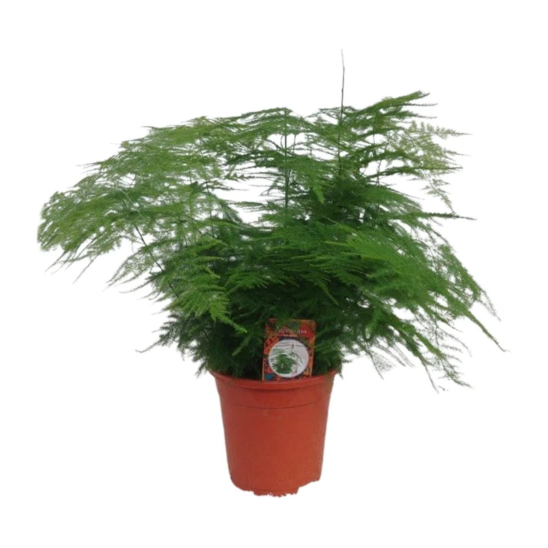 Asparagus Setaceus