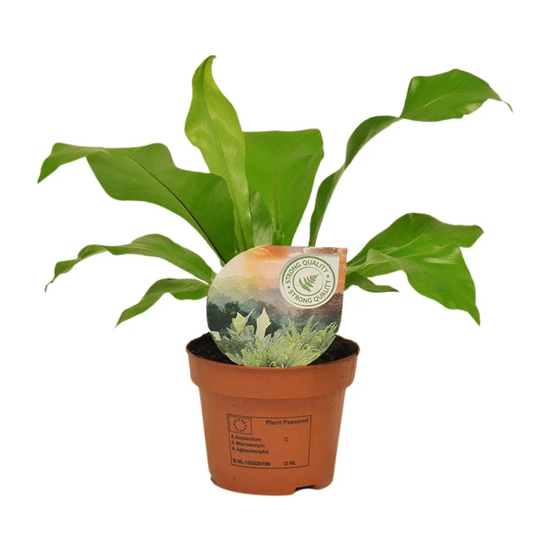 Asplenium Nidus