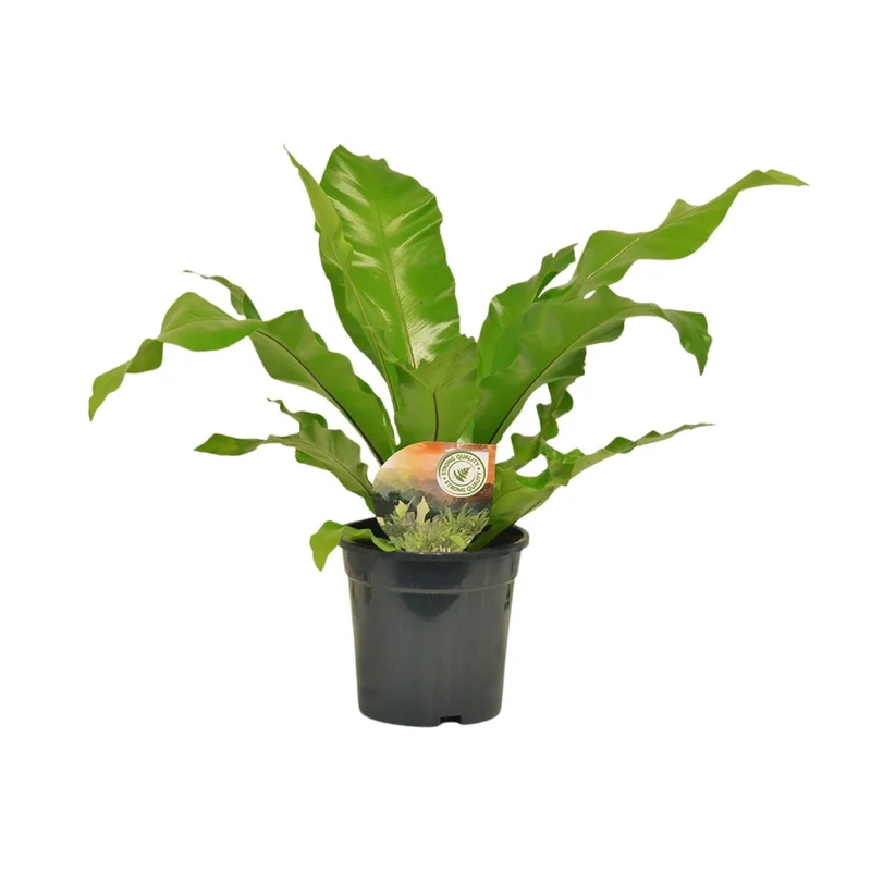 Asplenium Nidus