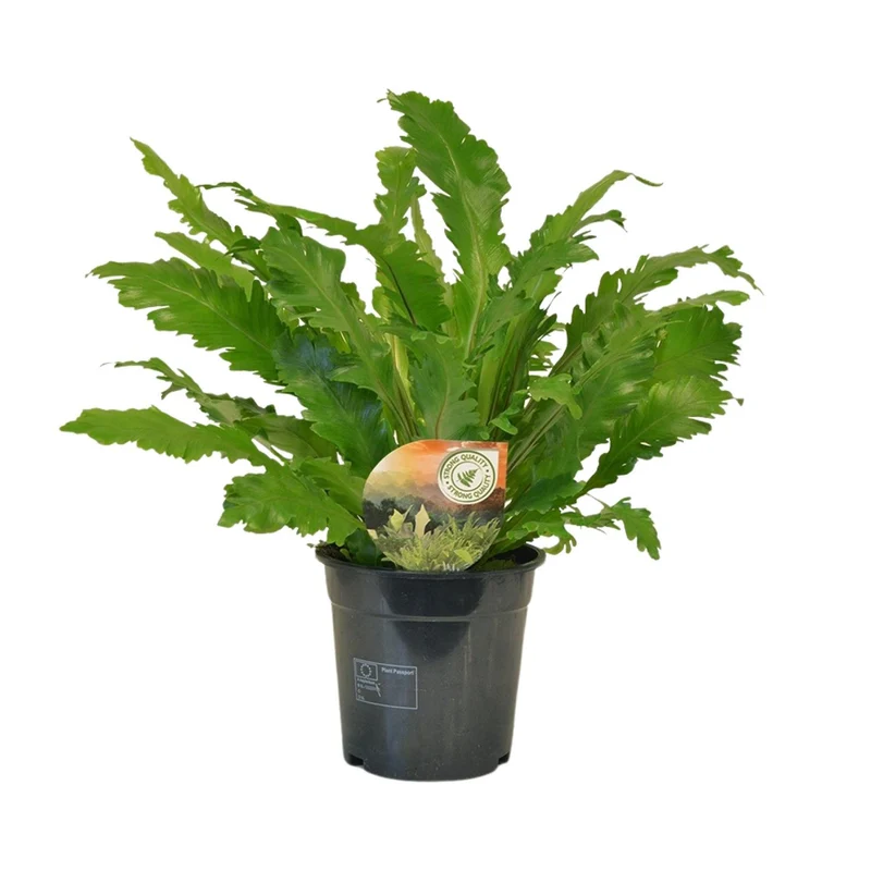 Asplenium Campio