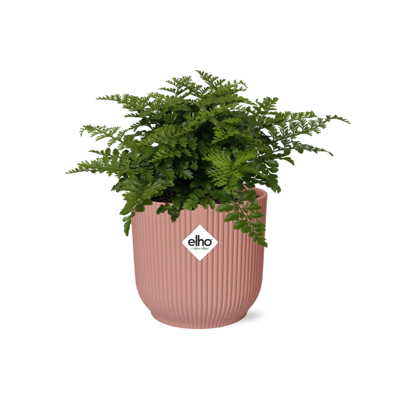 Asplenium Parvati in ELHO Vibes Fold 14cm roze