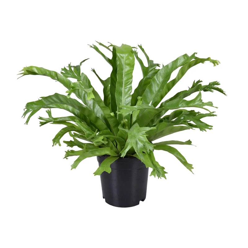 Asplenium Nidus Crissie
