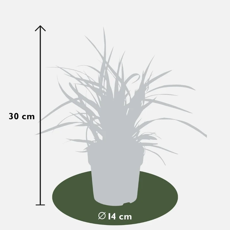 3 x Carex morrowi 'Ice Dance'