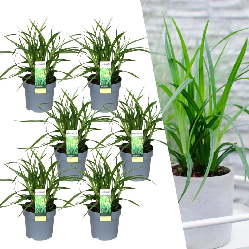 6 x Carex morrowi 'Irish Green'
