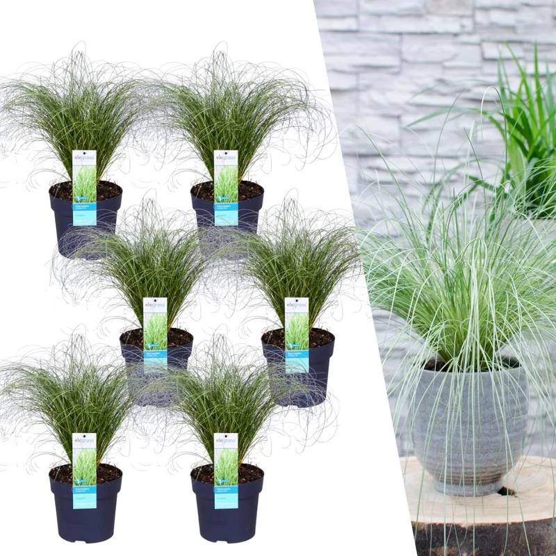 6 x Carex comans 'Frosted Curls'