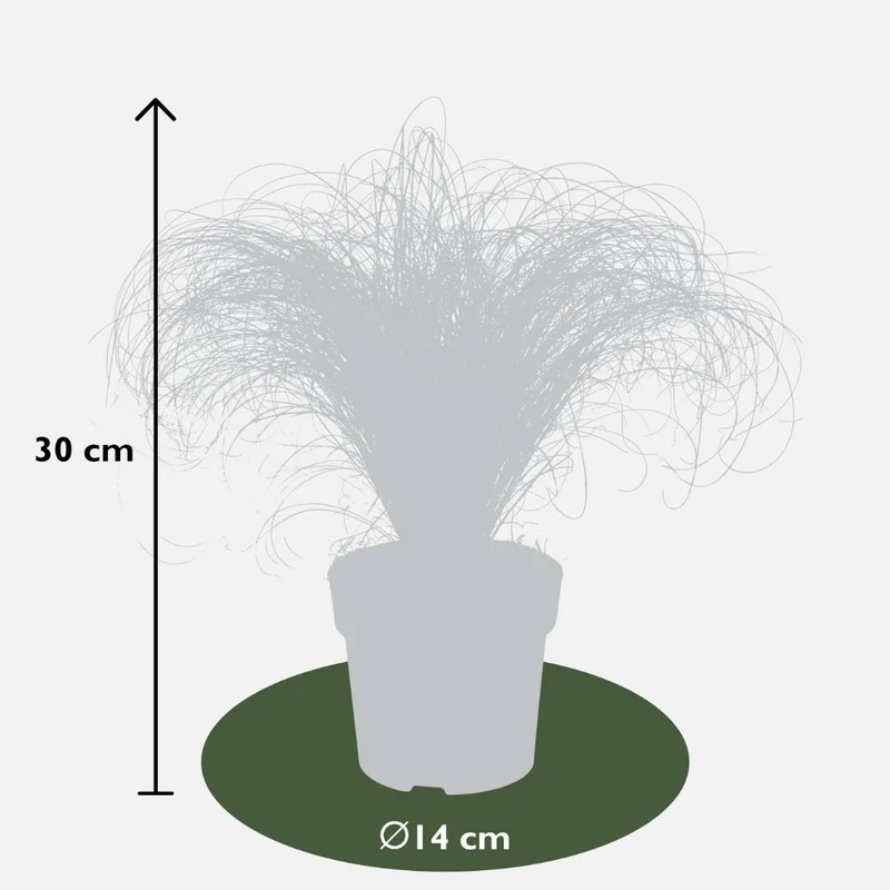 3 x Carex comans 'Frosted Curls'