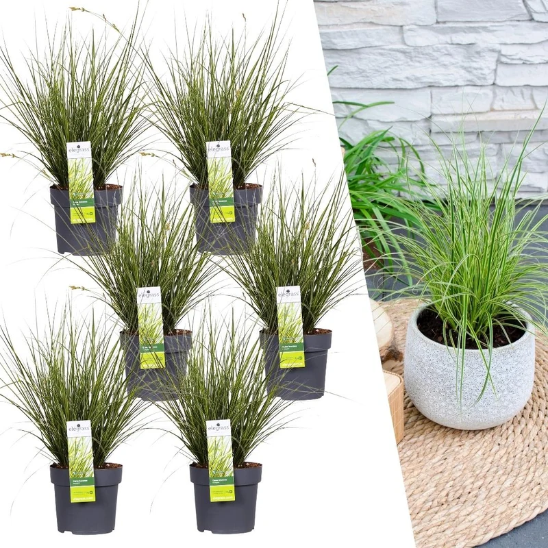 6 x Carex brunnea Variegata