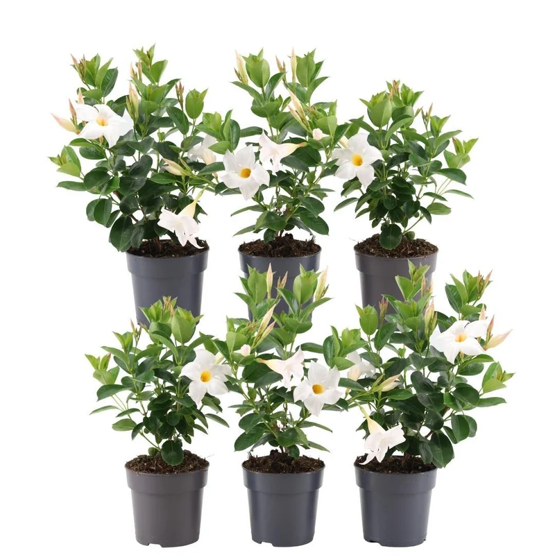 6 x Dipladenia Wit