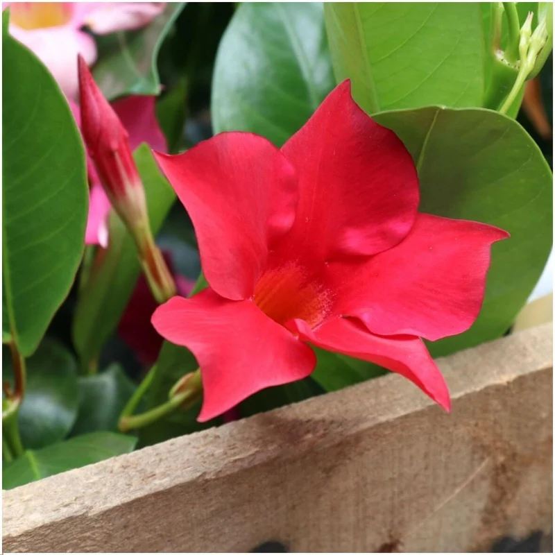6 x Dipladenia Rood