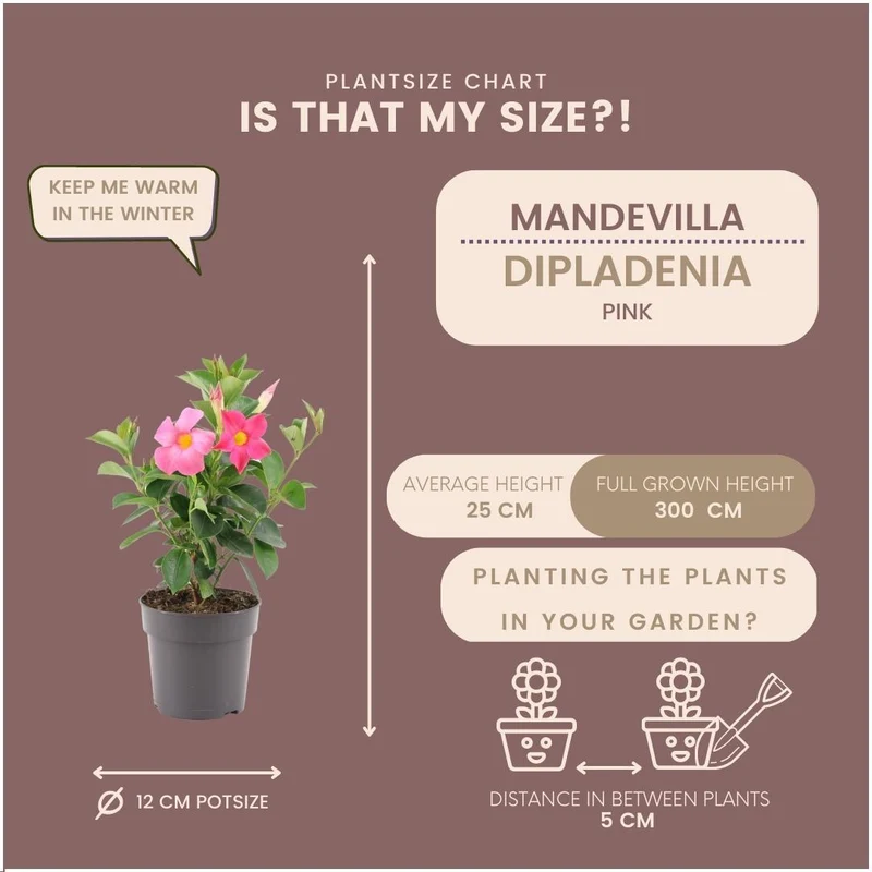 6 x Dipladenia Pink