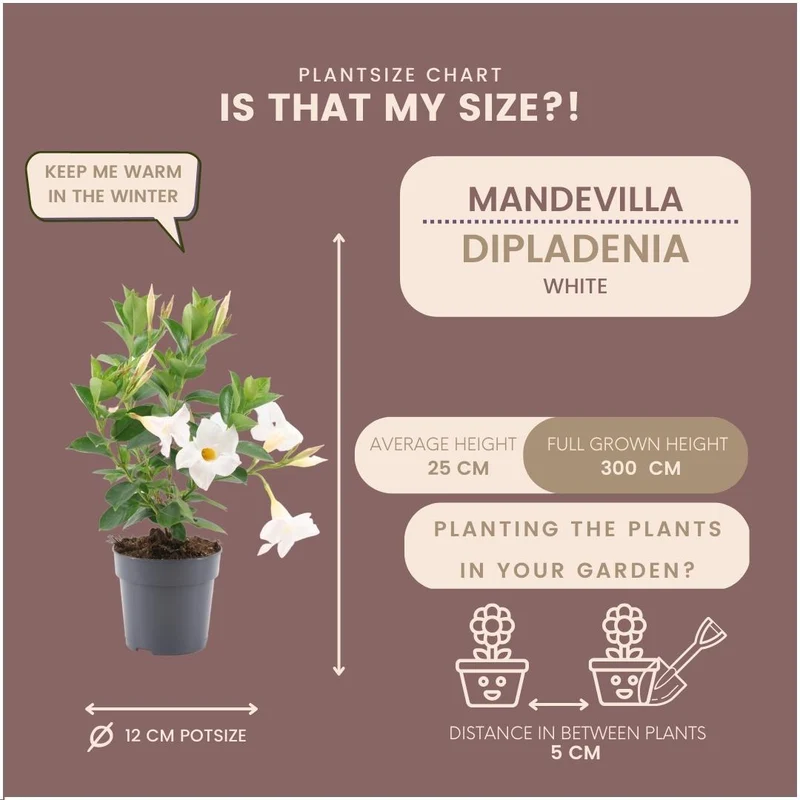 6 x Dipladenia white