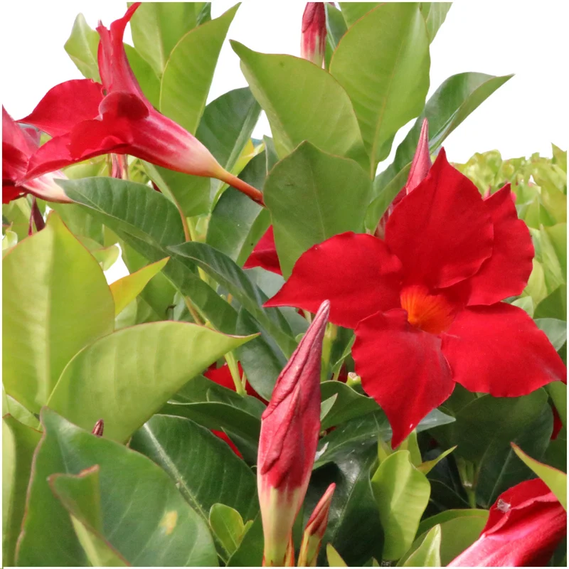 6 x Dipladenia Red