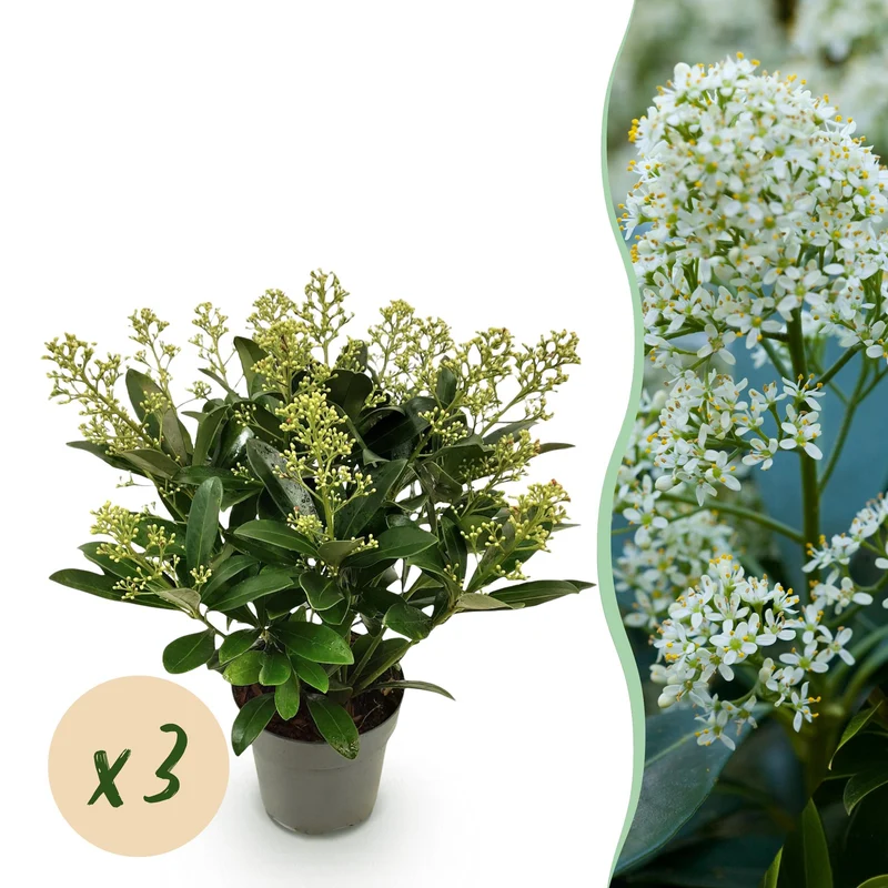 Skimmia japonica Finchy