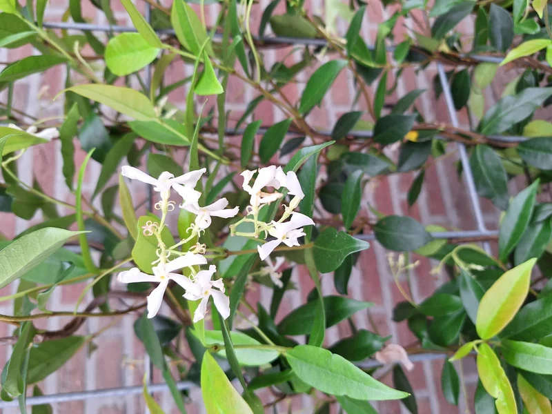 Trachelospermum - Toscaanse Jasmijn - Kant-en-Klaar Haag - 120 x