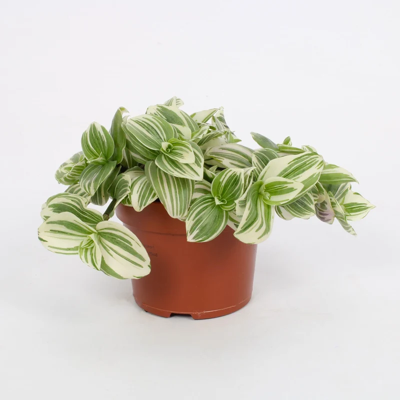 Tradescantia Abliflora Giant - White Beach