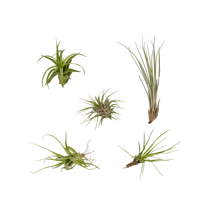 Tillandsia Air mix - 5 stuks
