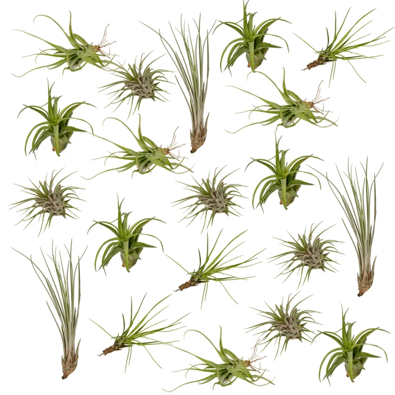 Tillandsia Air mix - 20 stuks