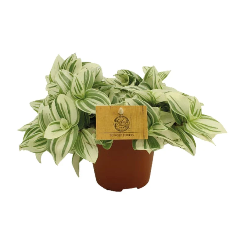 Tradescantia Brightness