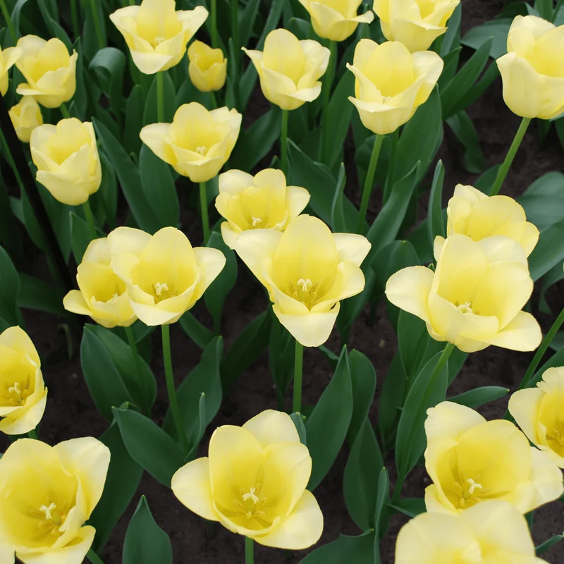 Tulpenbollen World Friendship – 20 Stuks Maat 11/12
