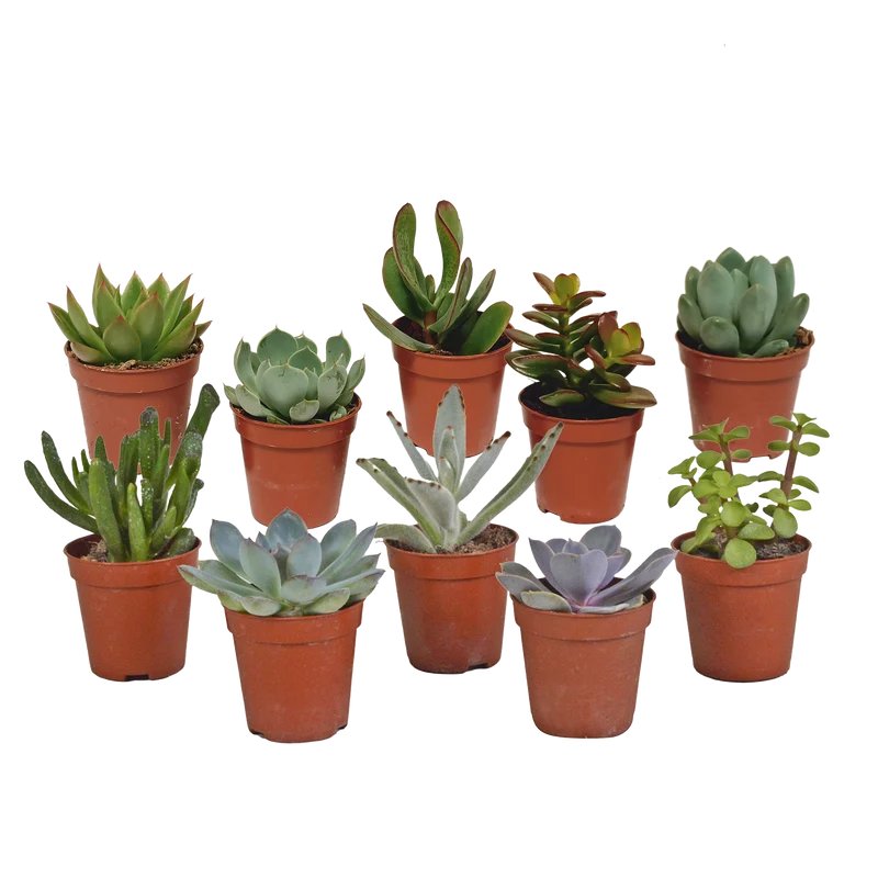 Vetplanten mix