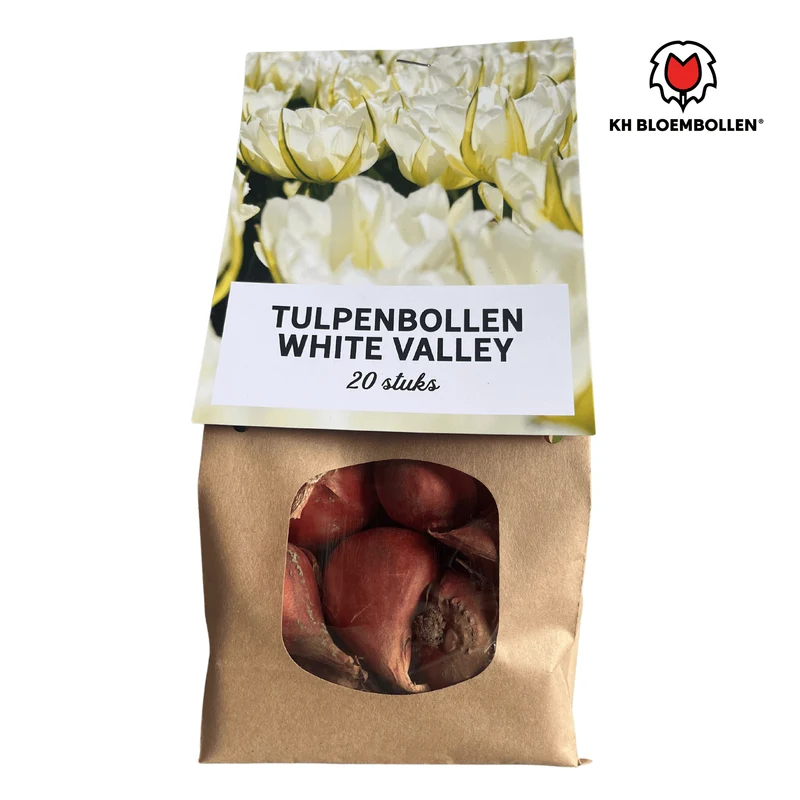 Tulpenbollen White Valley – 20 Stuks | KH Bloembollen® | Witte Tulp – Fris, Elegant & Tijdloos – Voor Tuin of Pot – Maat 11/12
