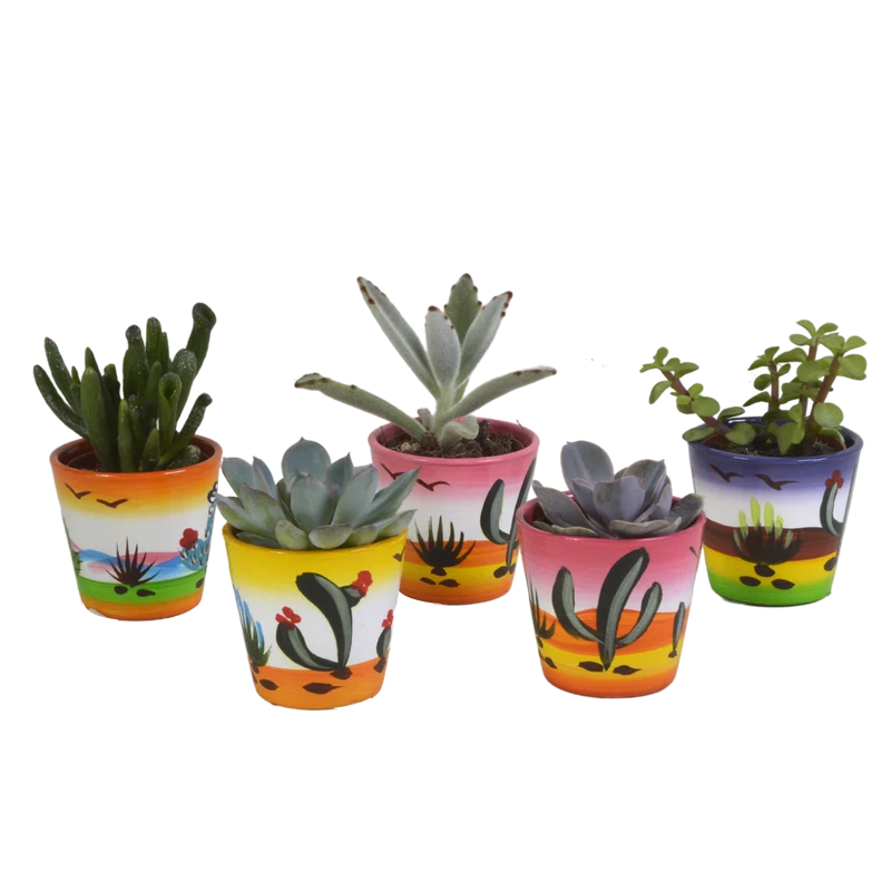 Vetplanten mix