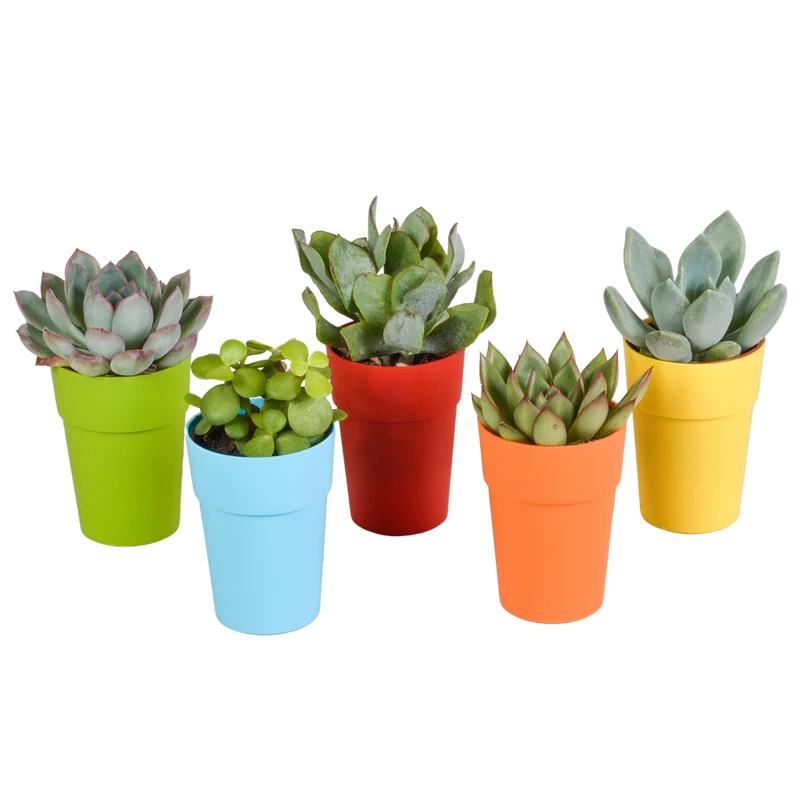 Vetplanten mix
