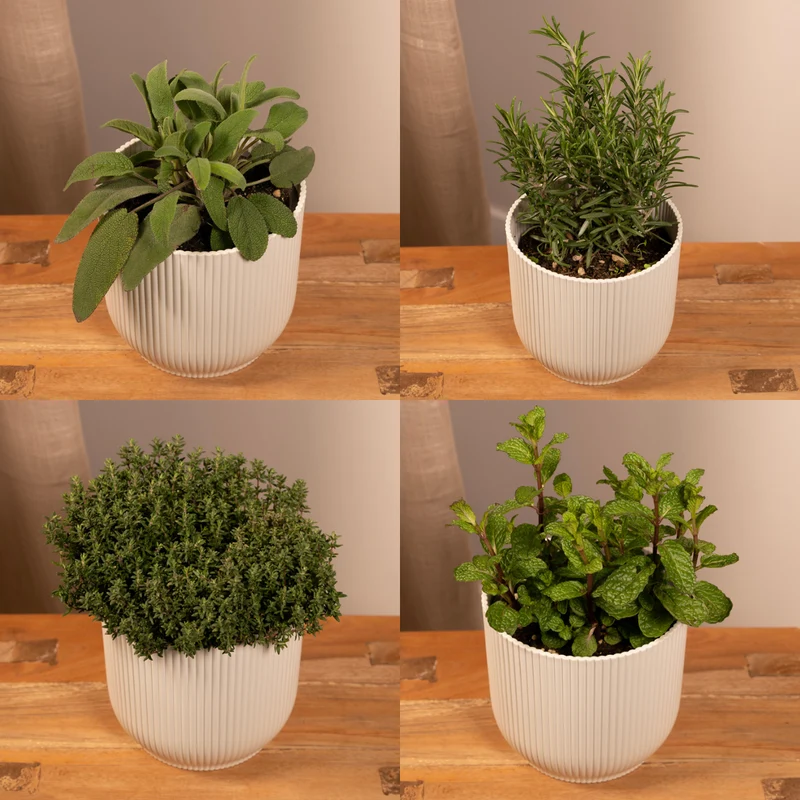 Tuinkruiden Mix - 4 stuks