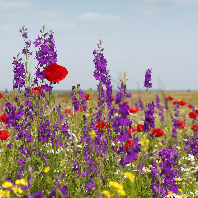 Wilde Bloemenzaad Mengsel – 100 gram | Goed voor Bijen, Vlinders & Biodiversiteit | ± 30–50 m²