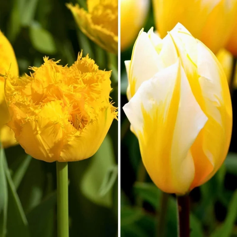Yellow splash tulpenmix, 30 bloembollen, maat 12+