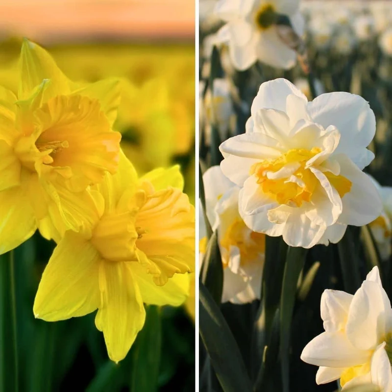 Wild beauty's narcissenmix, 20 bloembollen, maat 12/14