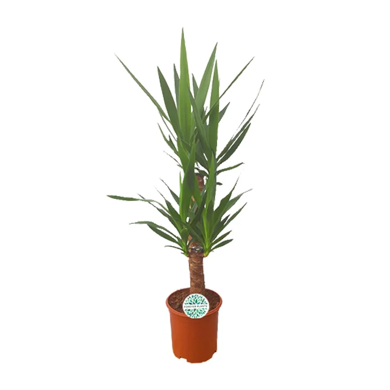 Yucca