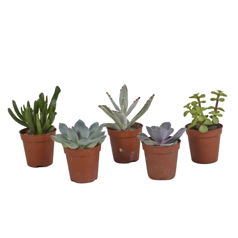 Vetplanten mix