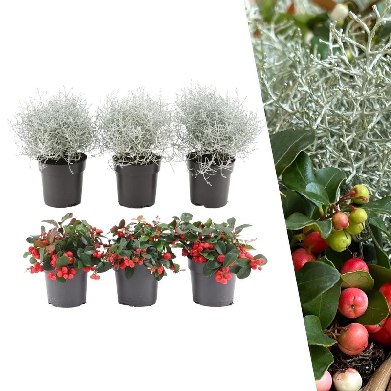 Winterwonderland mix set - 3 x Gaultheria + 3x Calocephalus