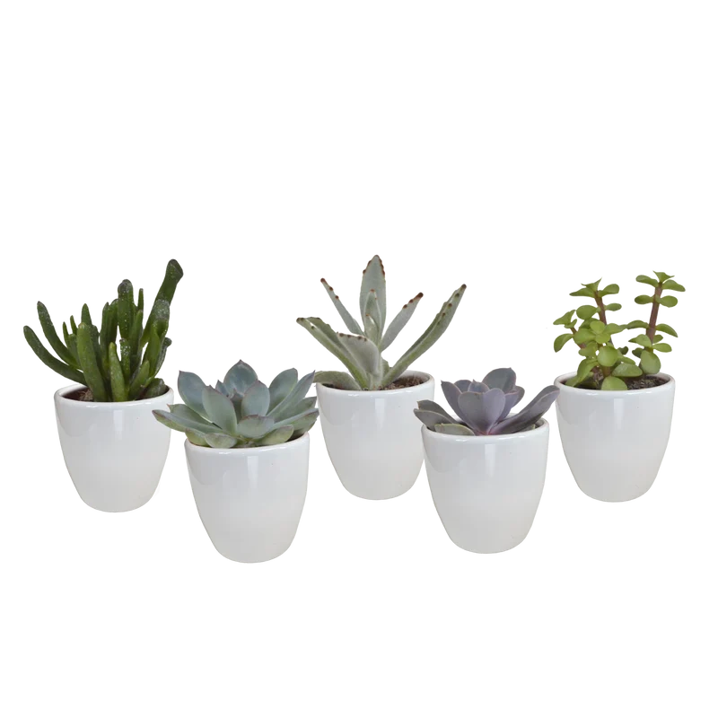 Vetplanten mix