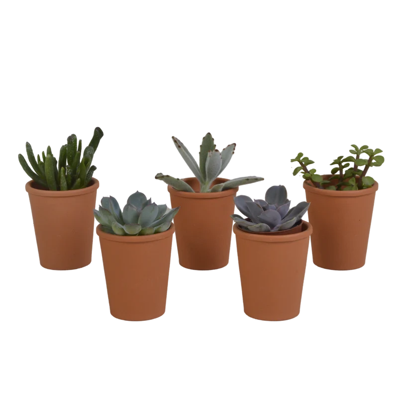 Vetplanten mix