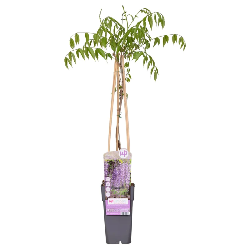 Wisteria floribunda 'Naga Noda' - Paarse regen