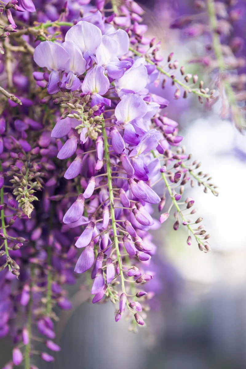 2x - Wisteria floribunda 'Naga Noda'