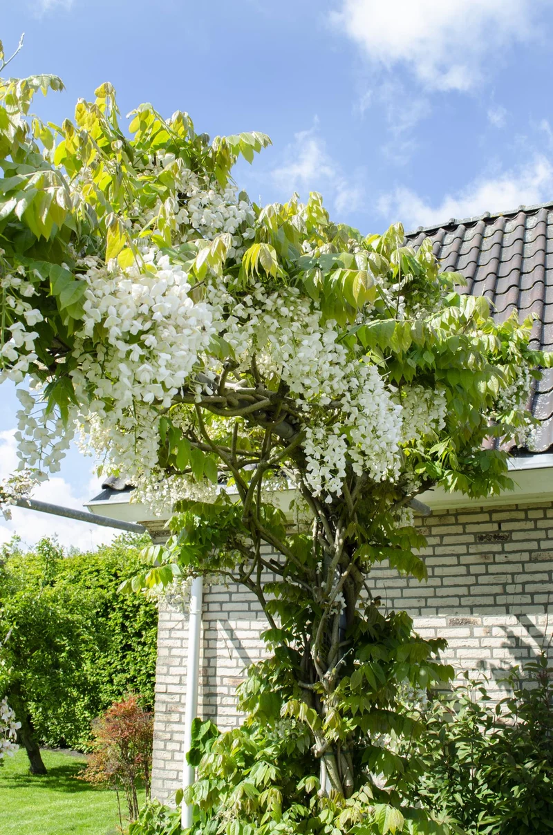 Wisteria floribunda Alba - Witte regen