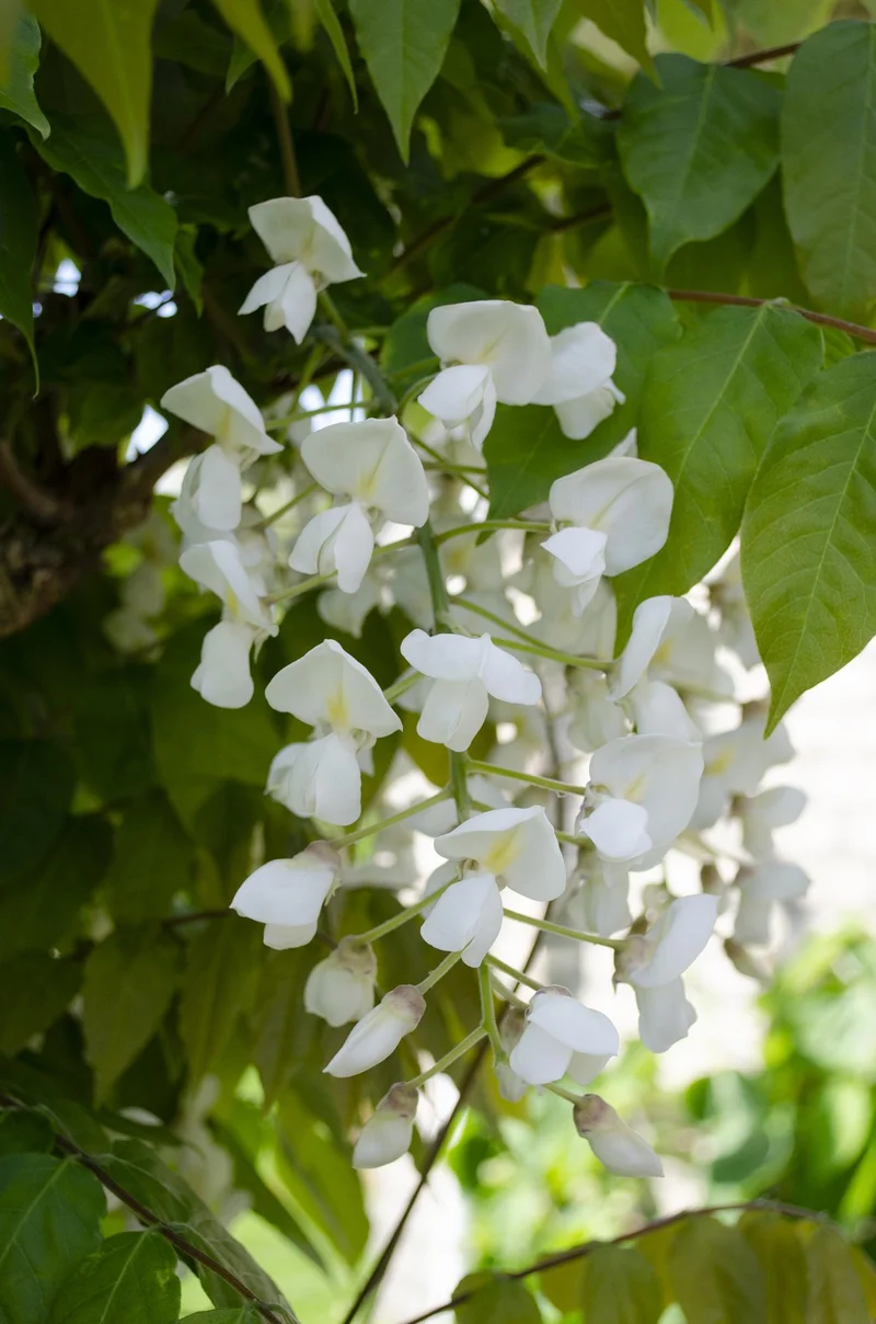 2x Wisteria floribunda 'Longissima Alba'