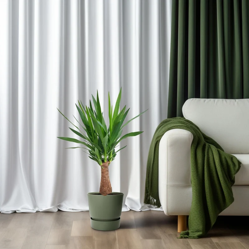 Yucca Maya Tree 30stam