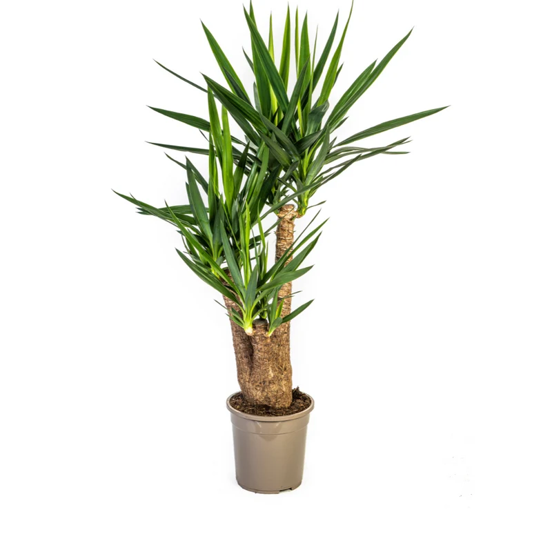 Yucca Elephantipes Vertakt